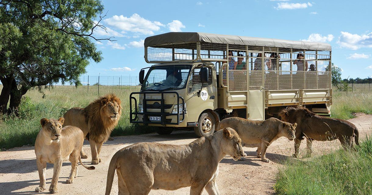 paradise safari tours