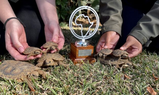 Oooh baby!  Pretoria Zoo celebrates new arrivals that bolster genetic diversity and conservation of some of the world’s most threatened species