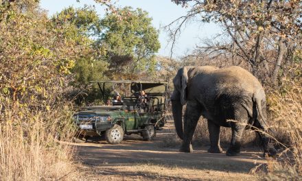 From the Desk of Bianca Emmerick:  Mabula Game Lodge Review