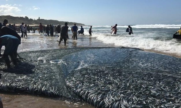 The Sardine Run is heading for the KZN South Coast: Here’s what you need to know!