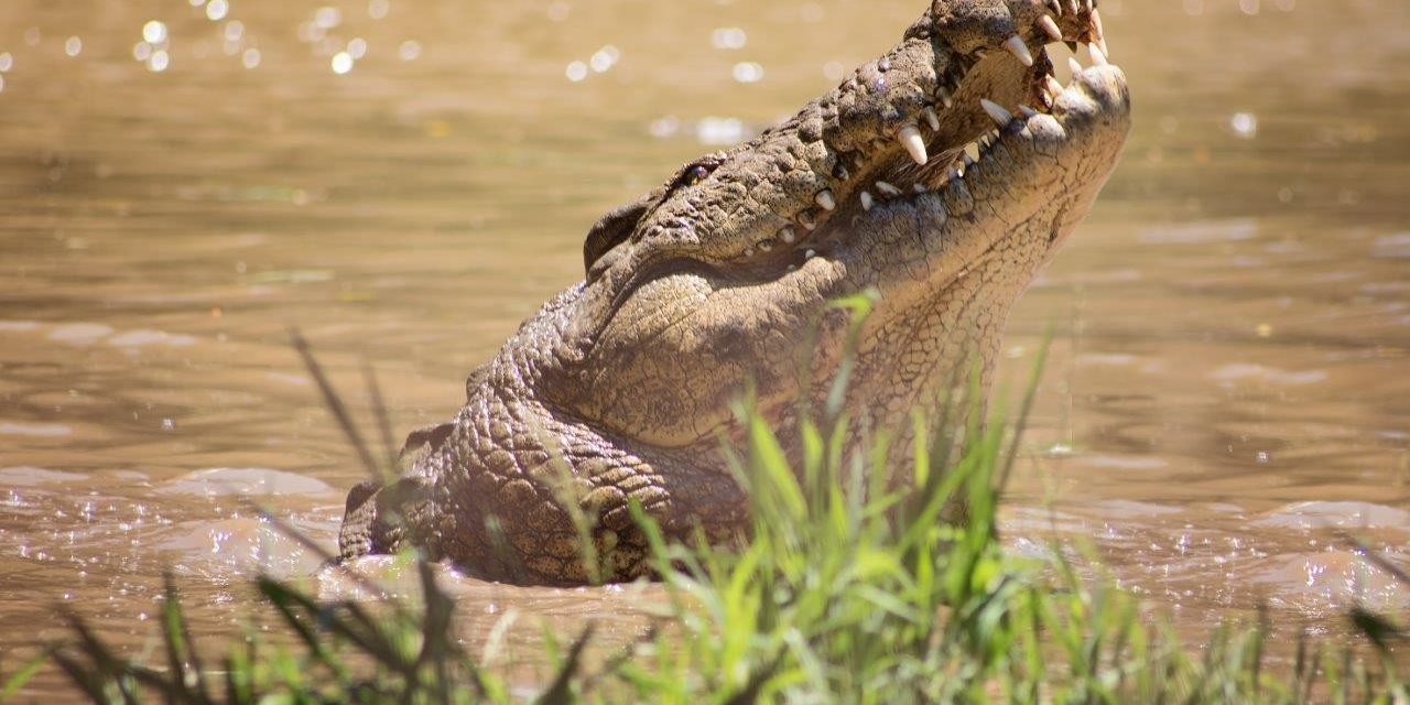 Christmas night markets and festive family fun planned for Crocworld Conservation Centre