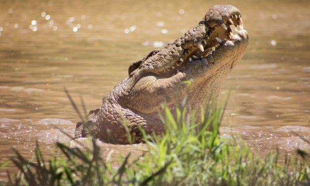 Christmas night markets and festive family fun planned for Crocworld Conservation Centre